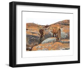 Churchill Red Fox-Jason Savage-Framed Art Print