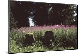 Churchyard, St Michael and All Angels, Great Tew, Oxfordshire, England-Simon Marsden-Mounted Giclee Print