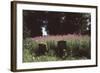 Churchyard, St Michael and All Angels, Great Tew, Oxfordshire, England-Simon Marsden-Framed Giclee Print