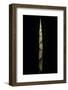 Chusquea Breviglumis (Bamboo) - Shoot-Paul Starosta-Framed Photographic Print