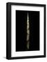 Chusquea Breviglumis (Bamboo) - Shoot-Paul Starosta-Framed Photographic Print