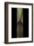 Chusquea Breviglumis (Bamboo) - Shoot-Paul Starosta-Framed Photographic Print