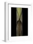 Chusquea Breviglumis (Bamboo) - Shoot-Paul Starosta-Framed Photographic Print