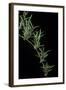 Chusquea Quila (Bamboo)-Paul Starosta-Framed Photographic Print