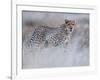 Chyulu cheetah, 2019-Eric Meyer-Framed Photographic Print