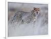 Chyulu cheetah, 2019-Eric Meyer-Framed Photographic Print