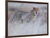 Chyulu cheetah, 2019-Eric Meyer-Framed Photographic Print