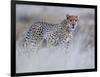 Chyulu cheetah, 2019-Eric Meyer-Framed Photographic Print