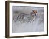 Chyulu cheetah, 2019-Eric Meyer-Framed Photographic Print