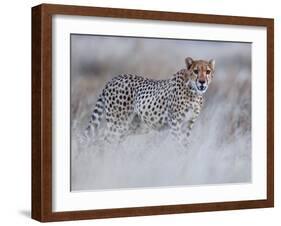 Chyulu cheetah, 2019-Eric Meyer-Framed Photographic Print