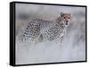 Chyulu cheetah, 2019-Eric Meyer-Framed Stretched Canvas