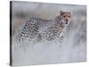 Chyulu cheetah, 2019-Eric Meyer-Stretched Canvas