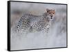 Chyulu cheetah, 2019-Eric Meyer-Framed Stretched Canvas