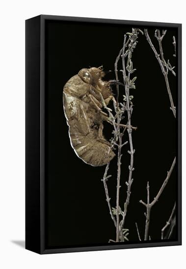 Cicada Exuvia-Paul Starosta-Framed Stretched Canvas