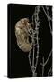 Cicada Exuvia-Paul Starosta-Stretched Canvas