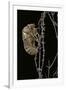 Cicada Exuvia-Paul Starosta-Framed Photographic Print