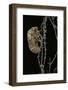 Cicada Exuvia-Paul Starosta-Framed Photographic Print