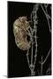 Cicada Exuvia-Paul Starosta-Mounted Photographic Print