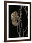 Cicada Exuvia-Paul Starosta-Framed Photographic Print