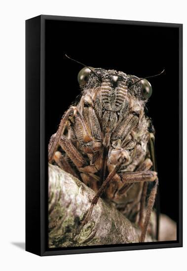 Cicada Orni-Paul Starosta-Framed Stretched Canvas