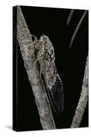 Cicada Orni-Paul Starosta-Stretched Canvas
