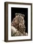 Cicada Orni-Paul Starosta-Framed Photographic Print