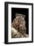 Cicada Orni-Paul Starosta-Framed Photographic Print