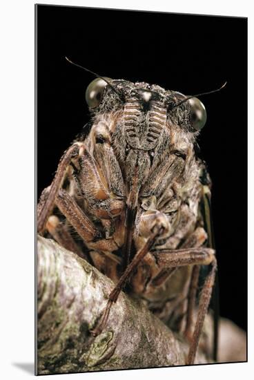 Cicada Orni-Paul Starosta-Mounted Photographic Print