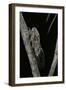 Cicada Orni-Paul Starosta-Framed Photographic Print