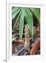 Cicada Turret, or Chimney, Formed by Underground Larva. Sabah, Borneo-Adrian Davies-Framed Photographic Print