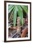 Cicada Turret, or Chimney, Formed by Underground Larva. Sabah, Borneo-Adrian Davies-Framed Photographic Print