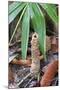 Cicada Turret, or Chimney, Formed by Underground Larva. Sabah, Borneo-Adrian Davies-Mounted Photographic Print