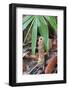 Cicada Turret, or Chimney, Formed by Underground Larva. Sabah, Borneo-Adrian Davies-Framed Photographic Print