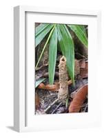 Cicada Turret, or Chimney, Formed by Underground Larva. Sabah, Borneo-Adrian Davies-Framed Photographic Print