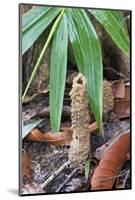 Cicada Turret, or Chimney, Formed by Underground Larva. Sabah, Borneo-Adrian Davies-Mounted Photographic Print