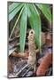 Cicada Turret, or Chimney, Formed by Underground Larva. Sabah, Borneo-Adrian Davies-Mounted Photographic Print