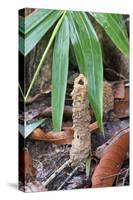 Cicada Turret, or Chimney, Formed by Underground Larva. Sabah, Borneo-Adrian Davies-Stretched Canvas