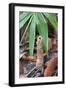 Cicada Turret, or Chimney, Formed by Underground Larva. Sabah, Borneo-Adrian Davies-Framed Photographic Print