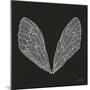 Cicada Wings in White Ink on Charcoal– Cat Coquillette-Cat Coquillette-Mounted Giclee Print