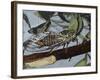 Cicadetta Montana, Cicadidae, Drawing-null-Framed Giclee Print