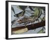 Cicadetta Montana, Cicadidae, Drawing-null-Framed Giclee Print