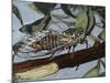 Cicadetta Montana, Cicadidae, Drawing-null-Mounted Giclee Print