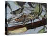 Cicadetta Montana, Cicadidae, Drawing-null-Stretched Canvas