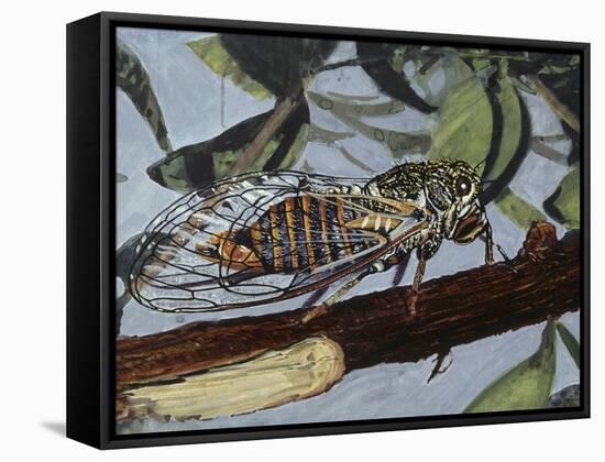 Cicadetta Montana, Cicadidae, Drawing-null-Framed Stretched Canvas