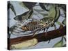 Cicadetta Montana, Cicadidae, Drawing-null-Stretched Canvas