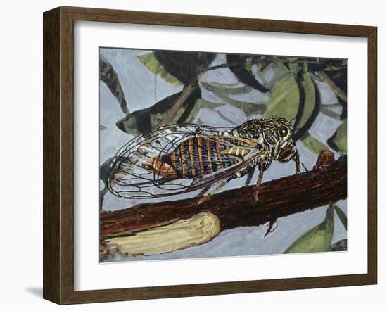 Cicadetta Montana, Cicadidae, Drawing-null-Framed Giclee Print