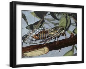 Cicadetta Montana, Cicadidae, Drawing-null-Framed Giclee Print