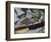 Cicadetta Montana, Cicadidae, Drawing-null-Framed Giclee Print