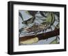 Cicadetta Montana, Cicadidae, Drawing-null-Framed Giclee Print