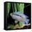 Cichlid Jack Dempsey-null-Framed Stretched Canvas